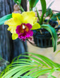 Cattleya orchid yellow.