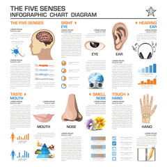 Wall Mural - The Five Senses Infographic Chart Diagram