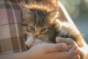 Wall Mural - Adorable little asian girl giving her kitten a hug with flare