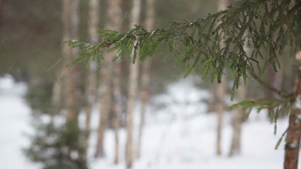 Wall Mural - Green spruce boughs swinging on wind branch of fir tree. Winter season in forest