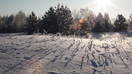 Wall Mural - Long shadows from plants sticking snow on field at sunset sun light, winter landscape