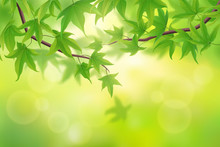 Spring Green Maple Leaves Background, Vector Illustration