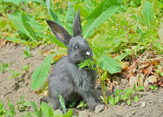 Poster - Young rabbit 7