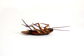 cockroach