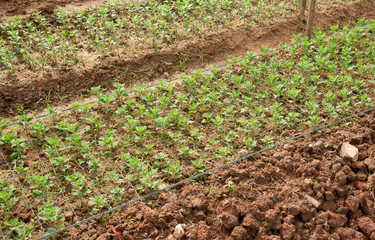 Canvas Print - Garden Fresh Vegetables Growing in a home garden