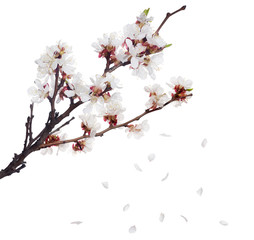 Sticker - white sakura blooming branch and falling petals