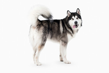  Dog. Alaskan Malamute on white background