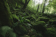 natural green forest with moss and lush vegetation