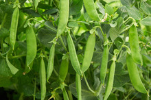 Pea Pods Create Natural Background