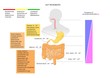 the microbiota system: main types of gastrointestinal bacteria