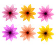Realistic 3D Set of Colorful Daisy Flowers for Spring Season Isolated in White Background. Vector Illustration
