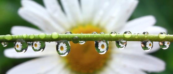 Detail of rain droplets with reflected daisy flower