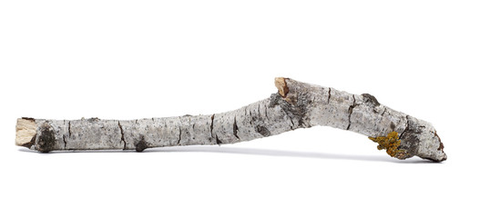 Trunk or branch of a birch isolated on a white background