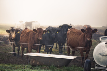 Cows at a watering place