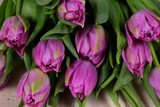 Fototapeta Tulipany - Tulipany