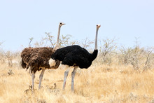Pair Of Ostriches With Little Chicks