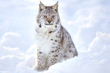 Beautiful Lynx Cub Sits In The Cold Snow