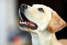 Labrador Dog's Head With Open Mouth On Unfocused Background, Closeup