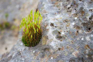 Green plant on the white stone