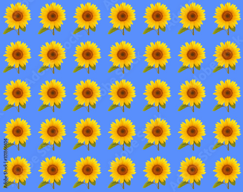 pattern flower sunflower