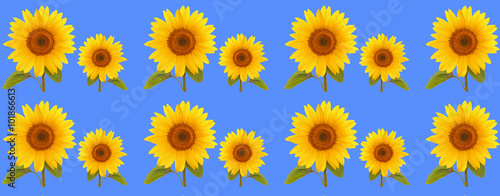 pattern flower sunflower