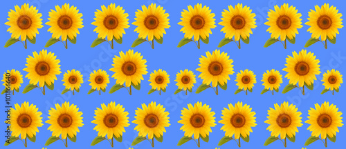 pattern flower sunflower