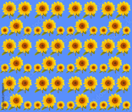 pattern flower sunflower