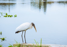 Relaxing White Wood Stork Bird On The Lake In The Winter