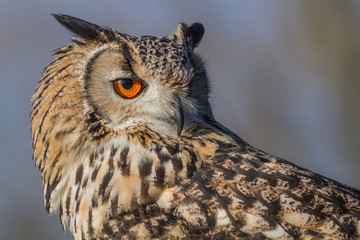 Poster - three quarter profile close up portrait of a Eurasion eagle owl staring to the right