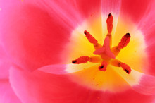 Open Pink Tulip Bud.