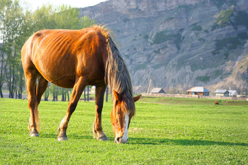 A horse on a valley