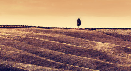 Wall Mural - Tuscany fields autumn landscape, panorama, Italy. Harvest season