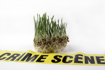 Green grass on a white background. Crime Scene.