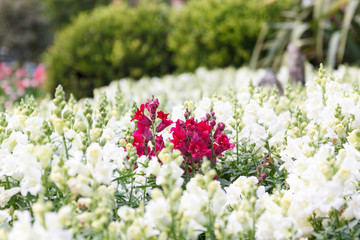 Wall Mural - beautiful red flowers in a garden
