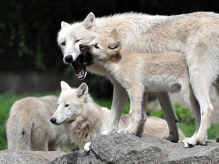 Wall Mural - Weiße Wölfe mit ihren Jungen