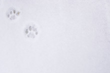 Two Cat Paw Prints In Snow 