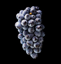 Ripe Bunch Of  Blue Grapes With Shining Water Drops - Isolated On Black Background