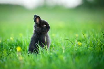 Wall Mural - Adorable little black rabbit sitting on its hind legs on the field