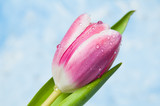 Fototapeta Tulipany - pink springtime tulip with water droplets