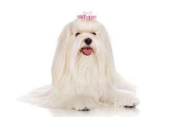 Sticker - Maltese dog with bow, isolated on white