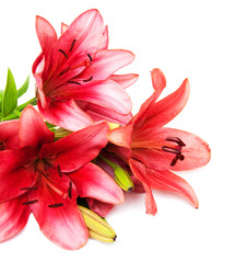 Wall Mural - Pink lily isolated