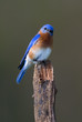© geraldmarella - Eastern Bluebird (Sialia sialis)