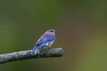 Eastern Bluebird (Sialia Sialis)
