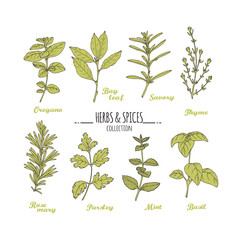 Wall Mural - Hand drawn herbs and spices collection. Green fresh seasonings isolated on white