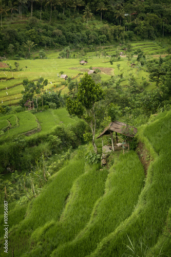 Beautiful ISAN (Rice Fields Version )