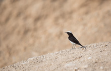 Portrait Of A Bird In The Desert