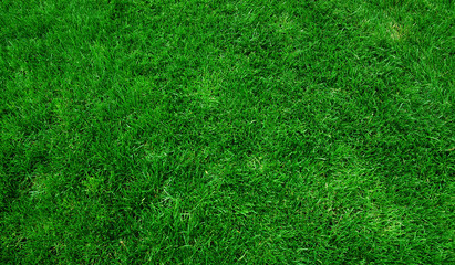 Wall Mural - green grass background