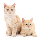 Fototapeta Koty - Brown kittens.