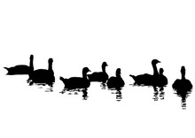 Flock Of Ducks Floating On Water On A White Background