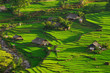 Rice fields on terraced in rainny season at SAPA, Lao Cai, Vietnam. Rice fields prepare for transplant at Northwest Vietnam